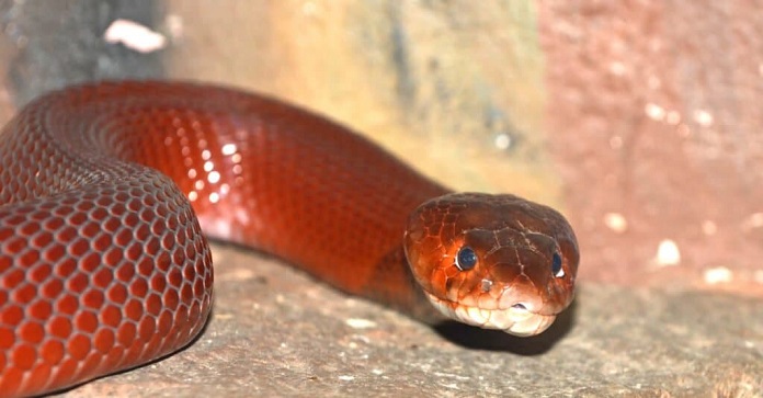 Rắn hổ mang đỏ phun nọc (Red Spitting Cobra)