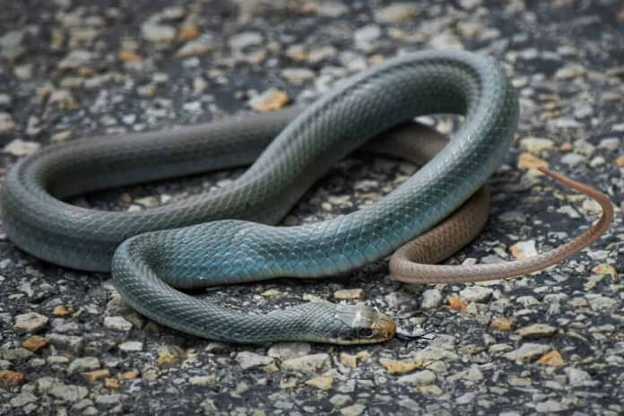Rắn Lam - Blue Racer Snake