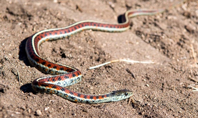 Rắn lườn đỏ California (California Red-Sided Garter Snake)