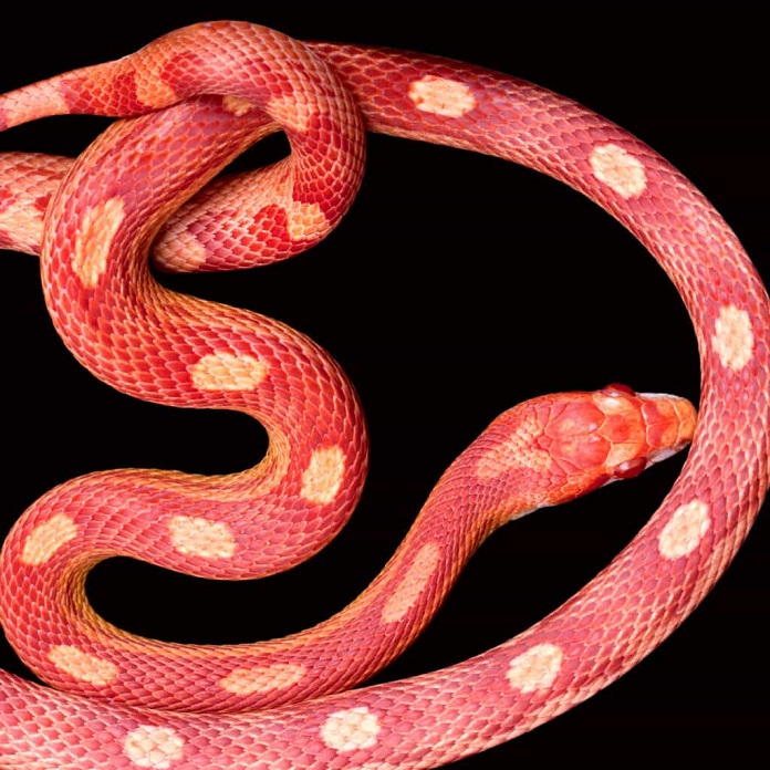 Rắn ngô hoặc Rắn chuột đỏ (Corn Snake or Red Rat Snake)