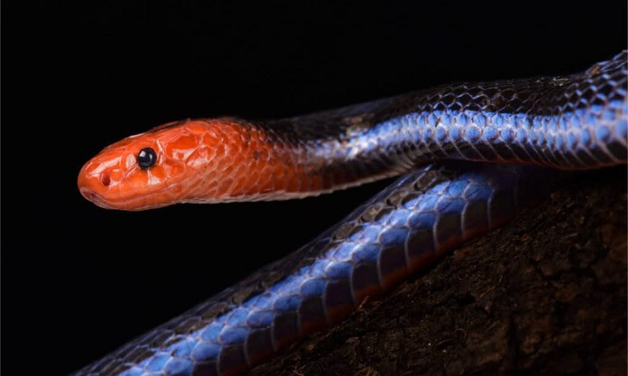 Rắn san hô Mã Lai xanh - Blue Malayan Coral Snake