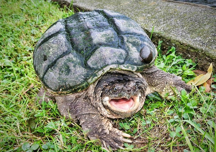 Rùa cá sấu