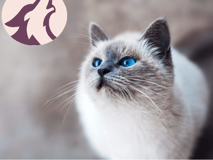 Top 8 giống mèo mắt xanh dương cuốn hút và đẹp nhất hiện nay
