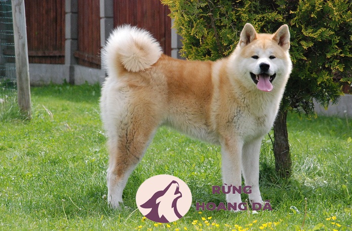 Tính cách của chó Akita Inu
