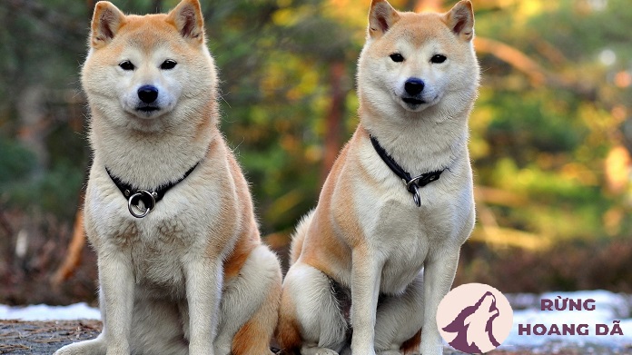 Đặc điểm ngoại hình của chó Akita Inu