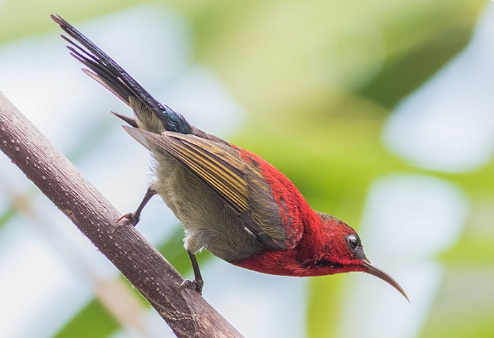 Chim Crimson Sunbird