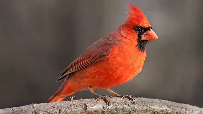 Top 10 loài chim đầu đỏ nổi bật và ấn tượng nhất hiện nay