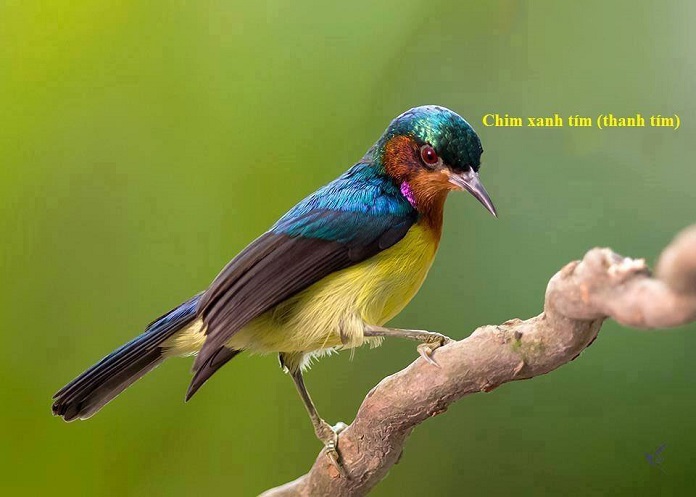 Chim xanh tím (Hút mật bụng hung) (Ruby-cheeked Sunbird) - Chalcoparia singalensis