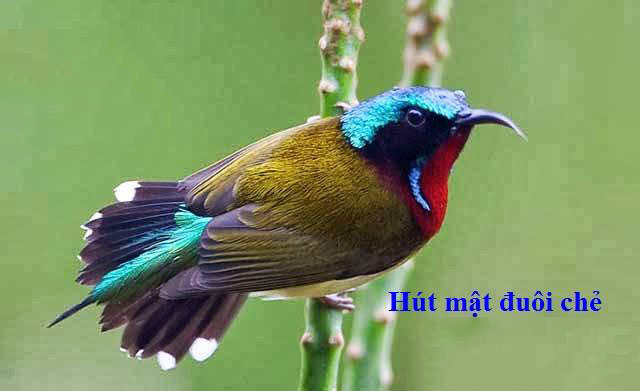 Hút mật Đuôi chẻ (Fork-tailed Sunbird) - Aethopyga christinae