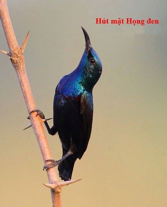 Hút mật họng đen (Purple Sunbird) - Cinnyris asiaticus