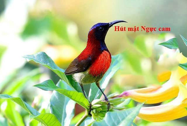 Hút mật Bụng cam (Hút mật ngực đỏ) (Black-throated Sunbird) - Aethopyga saturata
