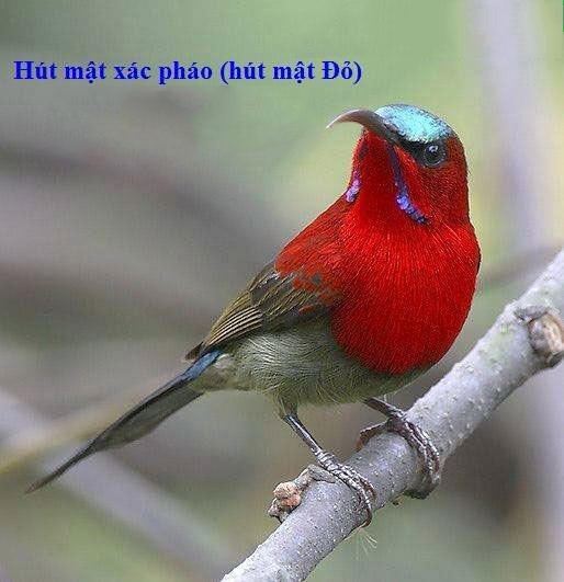Hút mật Xác pháo (Crimson Sunbird) - Aethopyga siparaja