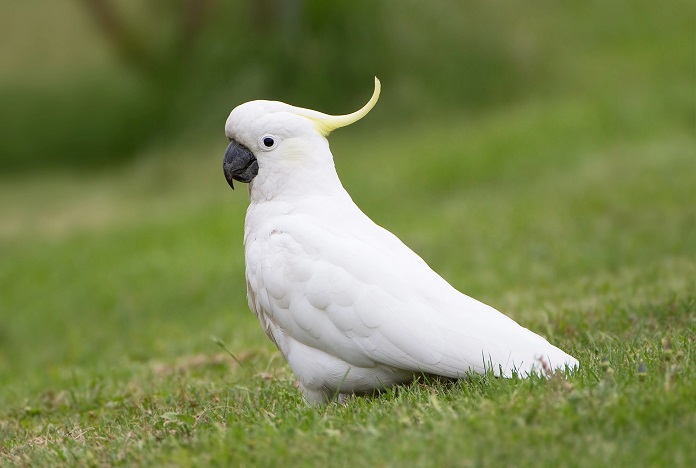 Đặc điểm tính cách và ngoại hình của vẹt Cockatoo