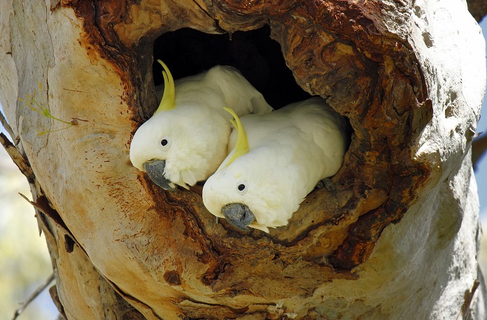 Tập tính sinh sản của vẹt Cockatoo