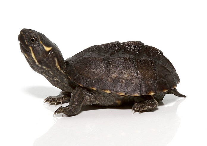 Top 11 các loại rùa cạn rẻ và đáng mua nhất hiện nay