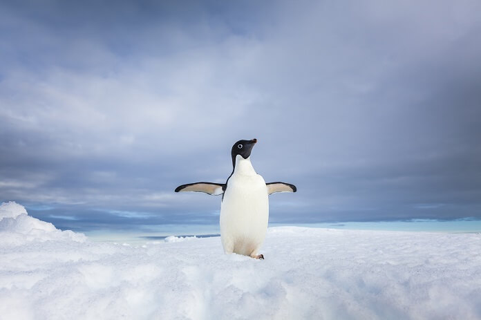 Đặc điểm ngoại hình của chim cánh cụt