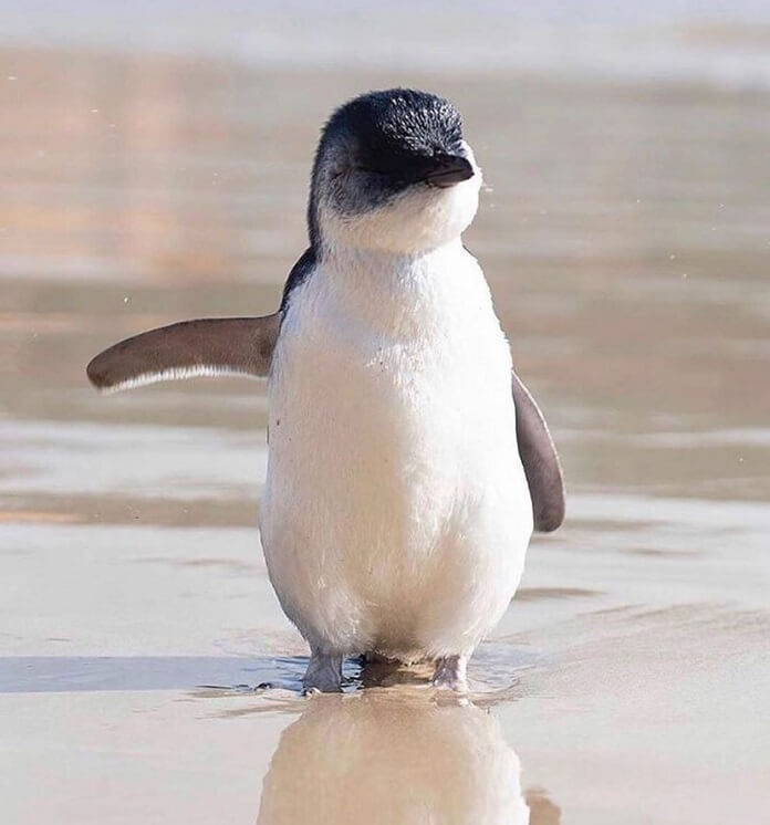 Phân loài và nơi sống của chim cánh cụt