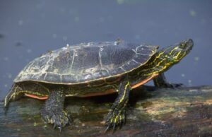 Top 11 các loại rùa cạn rẻ và đáng mua nhất hiện nay