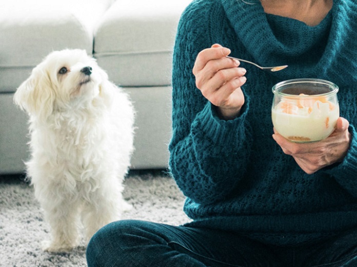 Những rủi ro khi chó ăn sữa chua không đúng cách?