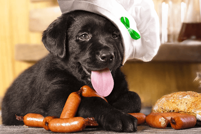 Bạn nên cho chó ăn xúc xích dành riêng cho chó