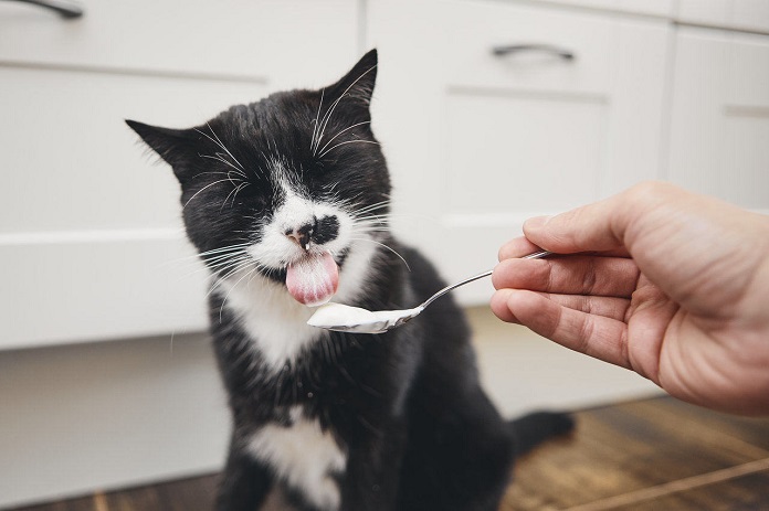 mèo có ăn được sữa chua không
