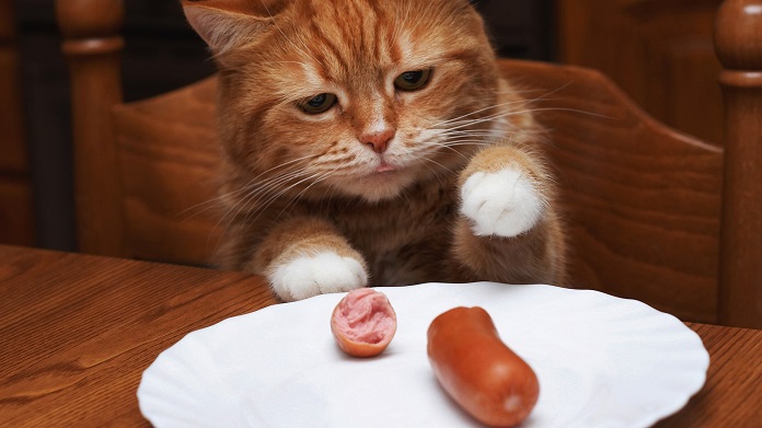 mèo ăn xúc xích được không