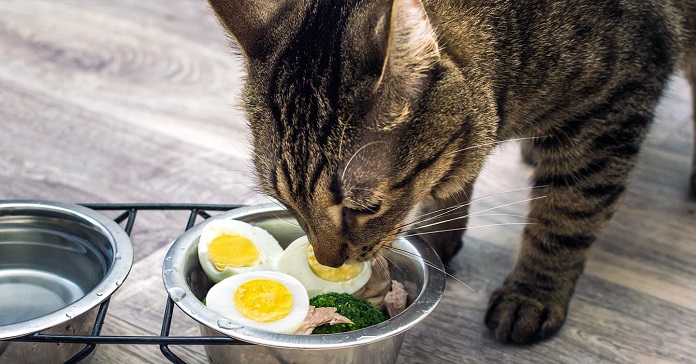 mèo có ăn được trứng không