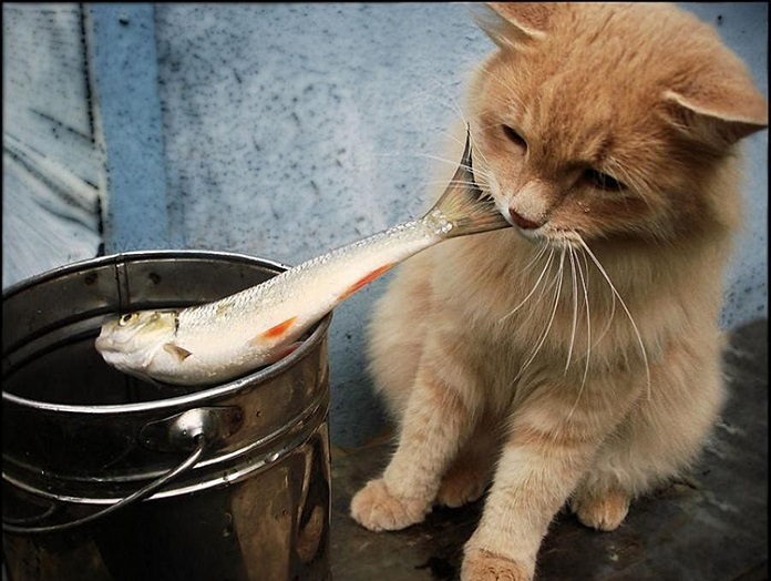 mèo bị hóc xương cá phải làm thế nào