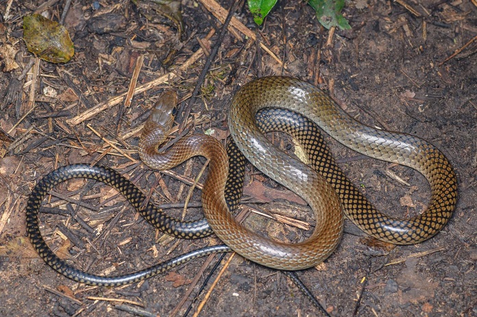 Tập tính sinh sản của rắn Ráo
