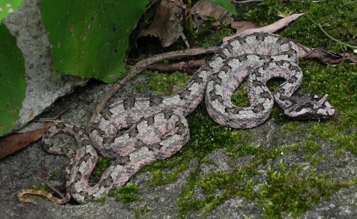 Các loài rắn thường gặp trong nhà - Rắn lục sừng