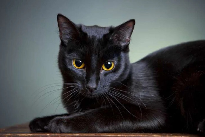 Mèo đen mắt vàng - Mèo Anh