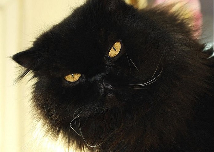 Mèo đen mắt vàng - Mèo Ba Tư