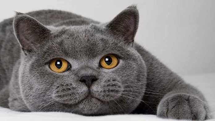 Mèo đen mắt vàng - Mèo Mỹ