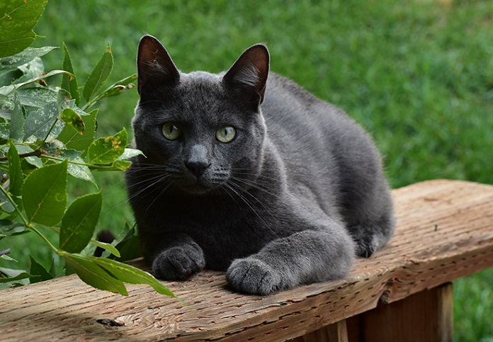Mèo đen mắt vàng - Mèo Nga xanh