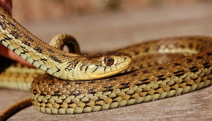 Rắn cỏ vàng Meksiko (Mexican Garter Snake - Thamnophis eques)