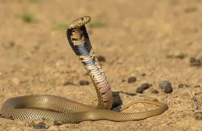 Rắn hổ (King Cobra - Ophiophagus hannah)