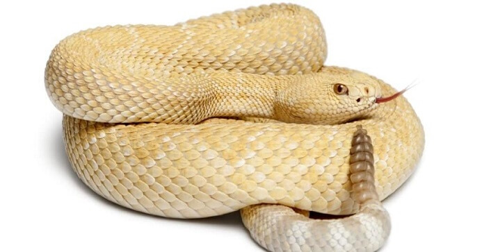 Rắn bạch tạng (White Snakes With Albino And Leucistic Mutations)