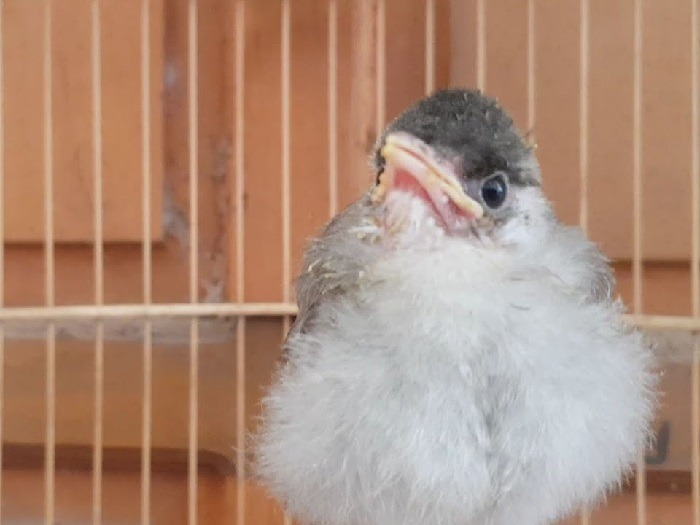 Cách chăm sóc chim chào mào non để chúng nhanh lớn và hót hay | Diễn Đàn  Chim Cảnh Việt Nam