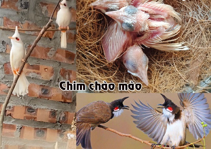 Đam Mê Chào Mào - CÁCH TRỊ BỆNH THƯỜNG GẶP Chim đột tử.... | Facebook