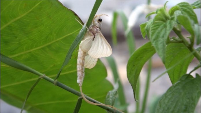 Con vờ là con gì? Có ăn được không? Giá bao nhiêu tiền?